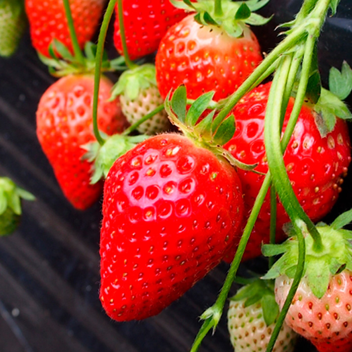 【定期便3回】山形の果物トップ３ 【令和8年産先行予約】FS