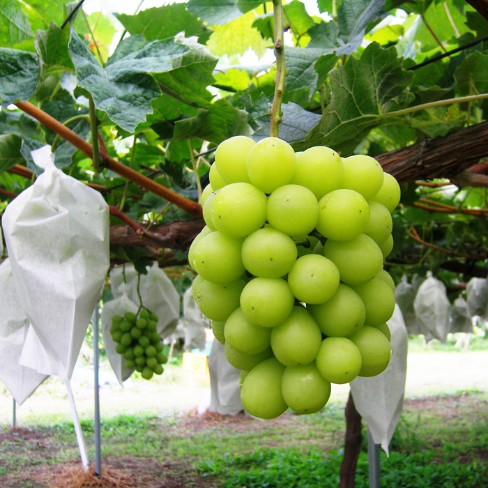 ☆フルーツ王国山形☆シャインマスカット 秀品700g以上(1～2