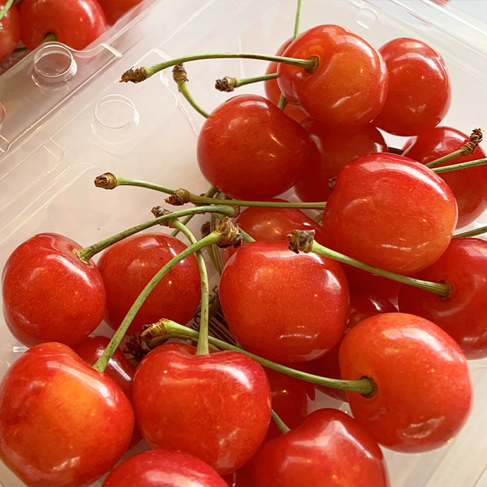 【定期便6回】★食べきりシリーズ★やまもりやまがたプレ