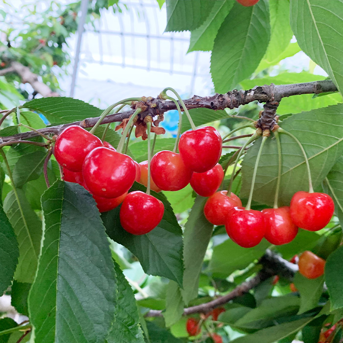 【定期便2回】おいしいやまがた さくらんぼとシャインマス