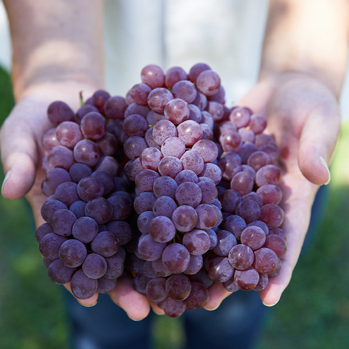 【定期便3回】3種類のぶどうが楽しめる！山形 旬のぶどう