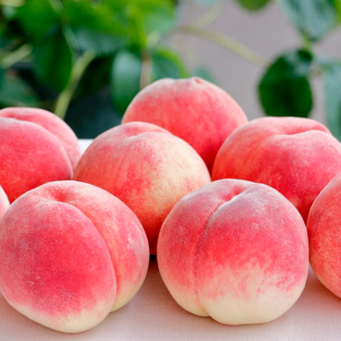 山形産 硬めの白桃と黄桃　約３kgセット（6～14玉)　秀品  