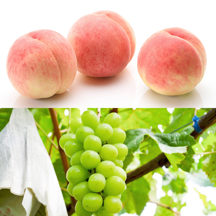 【定期便3回】秋冬フルーツ満足便 【令和7年産先行予約】FS