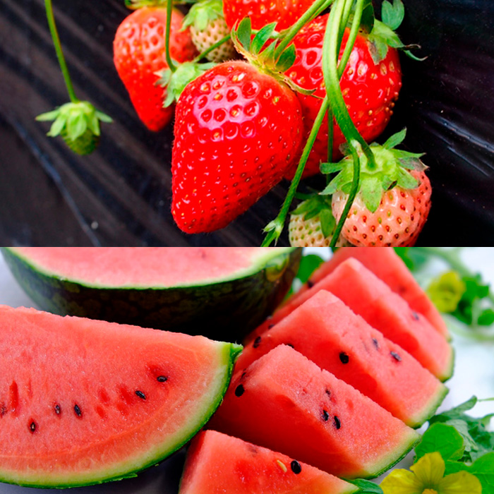 【定期便6回】春夏秋冬・彩りフルーツ 【令和8年産先行予