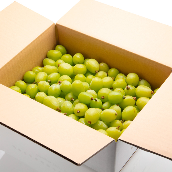 【定期便2回】山形の　シャインマスカット＆ラ・フランス