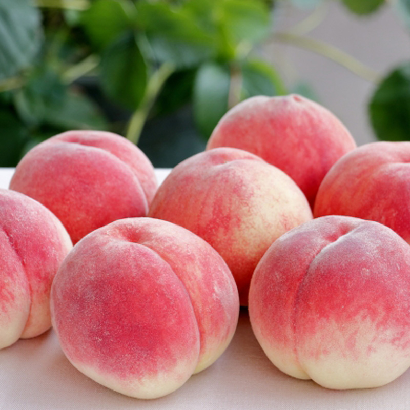 白桃とフルーツ詰合せ 約5kg 【令和8年産先行予約】FS23-801