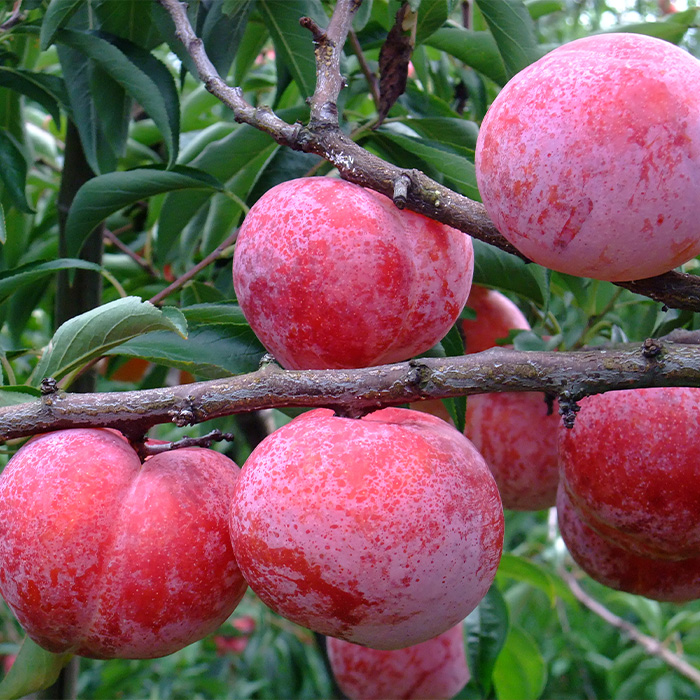 やまがたのプラム 秋姫(あきひめ) 秀品 約1.4kg(6～12玉程度) 