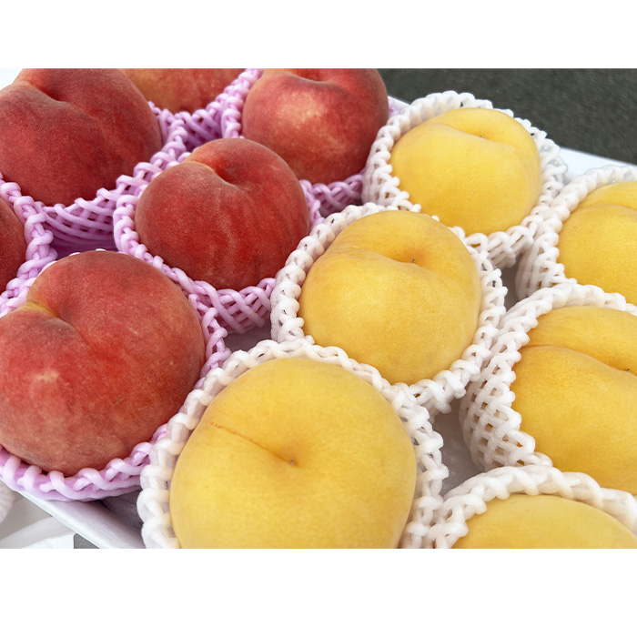 山形市産 黄桃と白桃の2色セット 秀 3kg(硬め） 【令和8年産