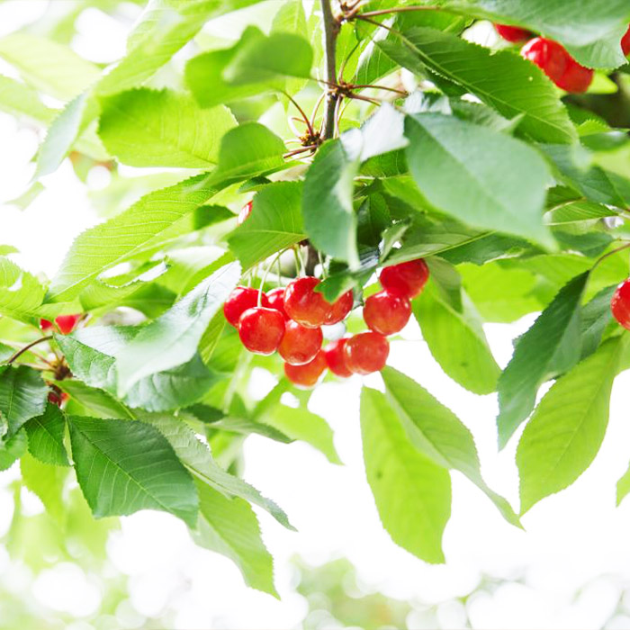 【定期便4回】人気です！うまい山形フルーツ定期便 Aコー