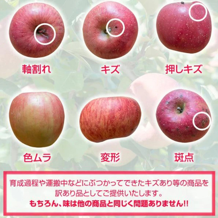 山形市産 家庭用 【訳あり・ふじりんご】10kg (32～56玉)※数