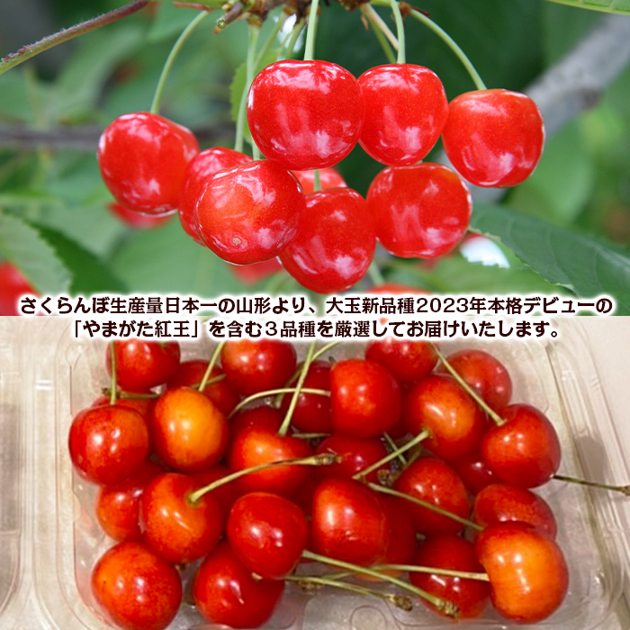 【定期便3回】数量限定 山形さくらんぼ 厳選3品味くらべ 【