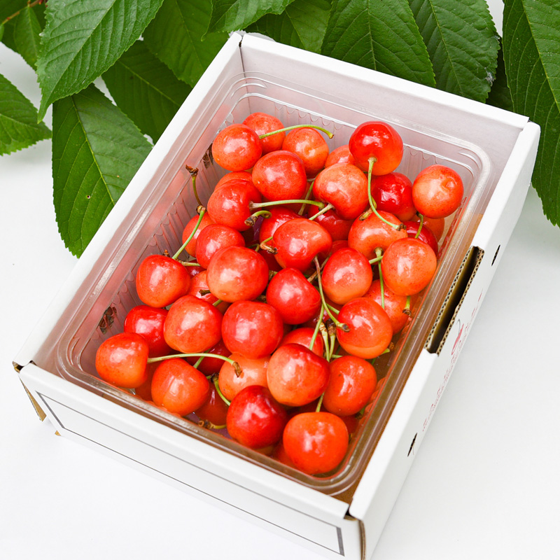 【定期便3回】人気ベスト3 ～山形代表 赤の宝石～【令和8年