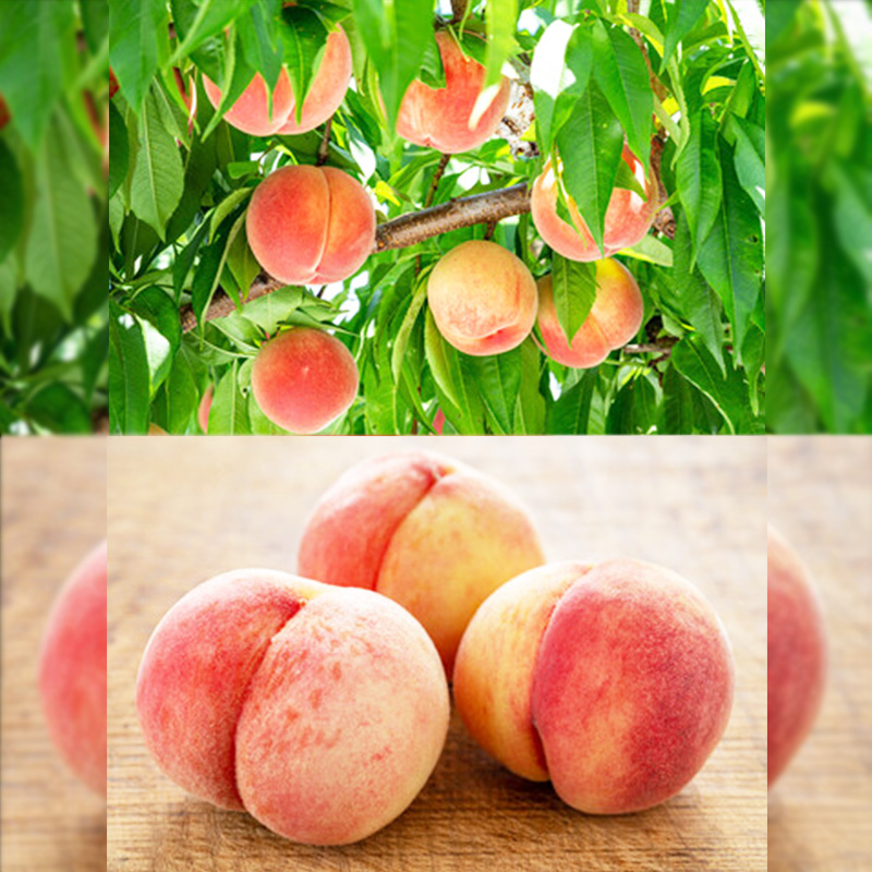 【定期便3回】やまがた 収穫の秋定期便【令和8年産先行予