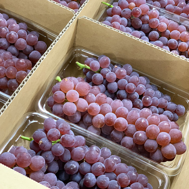 デラウエア 秀品 約1.5kg(5～10房)【令和8年産先行予約】FS23-88