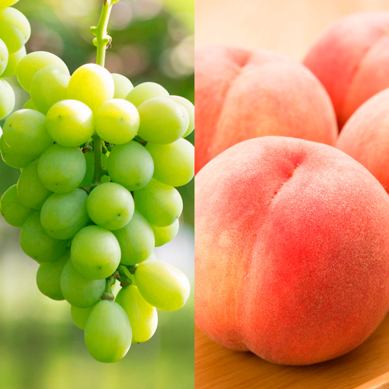 【定期便4回】シーズンまるごと！シャインマスカット 季節