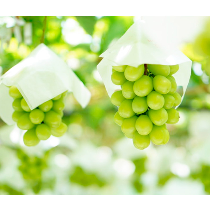 朝どりシャインマスカット 秀品 2房 約1.2kg【令和8年産先行