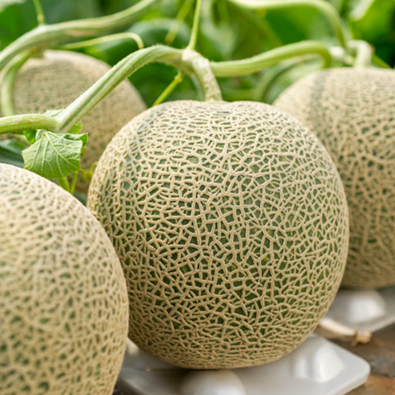 【定期便3回】ノノハナフルーツ やまがた緑の定期便【令和