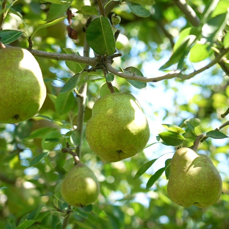 山形県産 ラ・フランス 秀品 約3kg(6～12玉)【令和8年産先行
