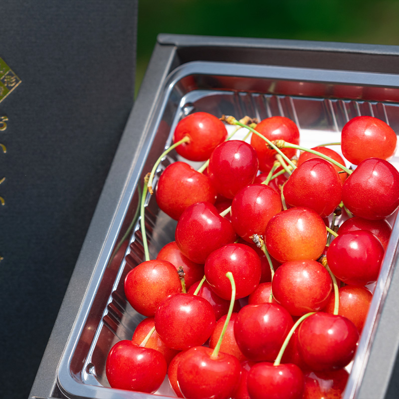 さくらんぼ 「佐藤錦」 300g 特秀品 Lサイズ以上 山形産【令