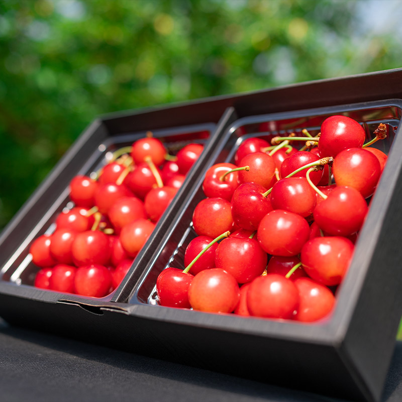 さくらんぼ 「紅秀峰」 600g 特秀品 2Lサイズ以上 山形産【令