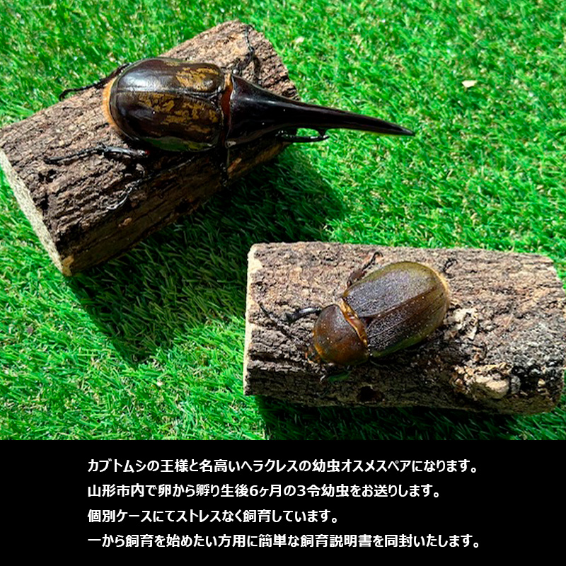 ヘラクレスオオカブト（ヘラクレスヘラクレス）３令 初期