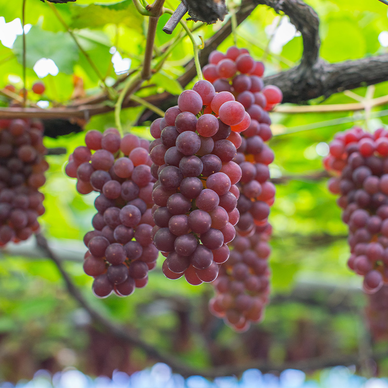 【ご家庭用】山形のデラウェア M以上 約3.6kg(18～37房)[粒サ