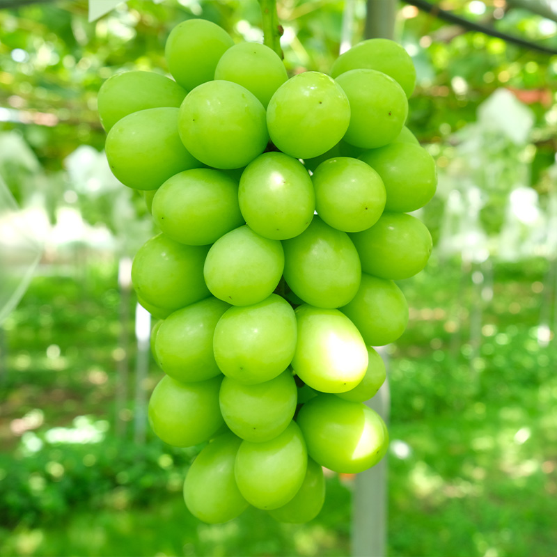 大人気！【こんのぶどう園】山形本沢産 高級ぶどう シャイ