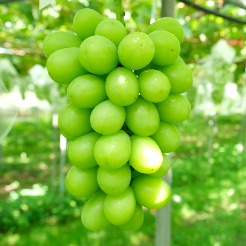 大人気！【こんのぶどう園】山形本沢産 高級ぶどう シャイ
