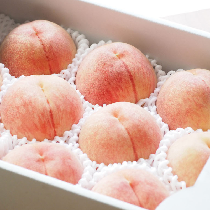 【定期便2回】もぎたて山形白桃 おいしさ食べ比べ定期便 