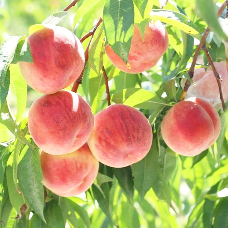 【定期便2回】究極の 甘～いコンビ【令和8年産先行予約】FS