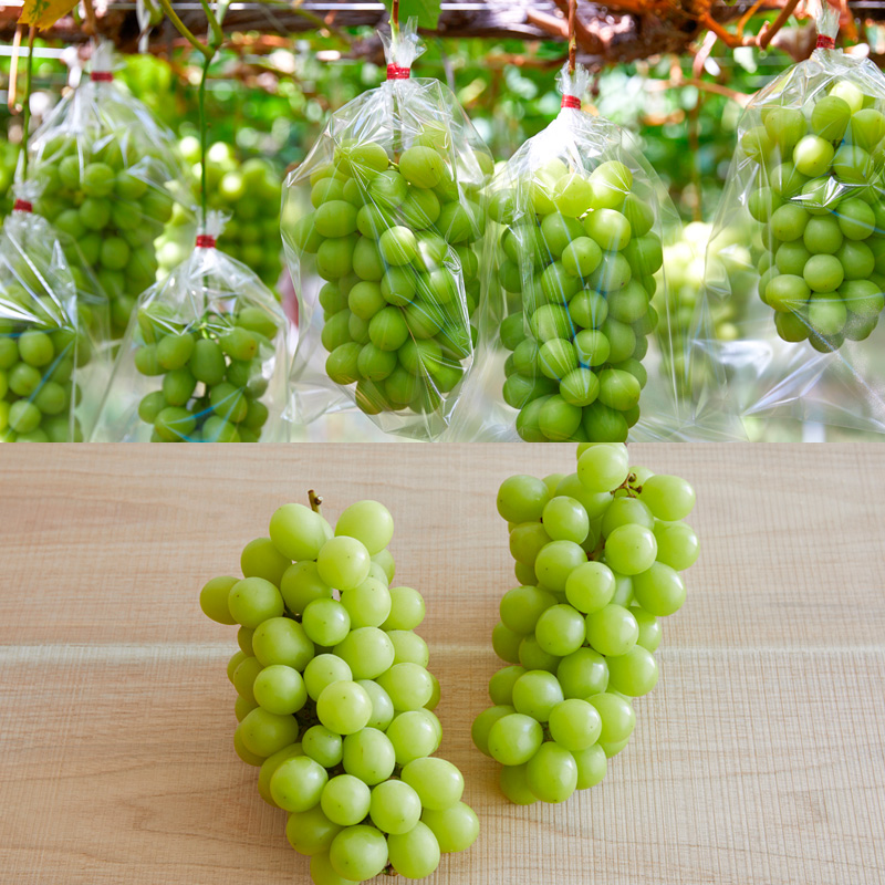 【定期便2回】山形果物 たっぷりシャインマスカットとどっ