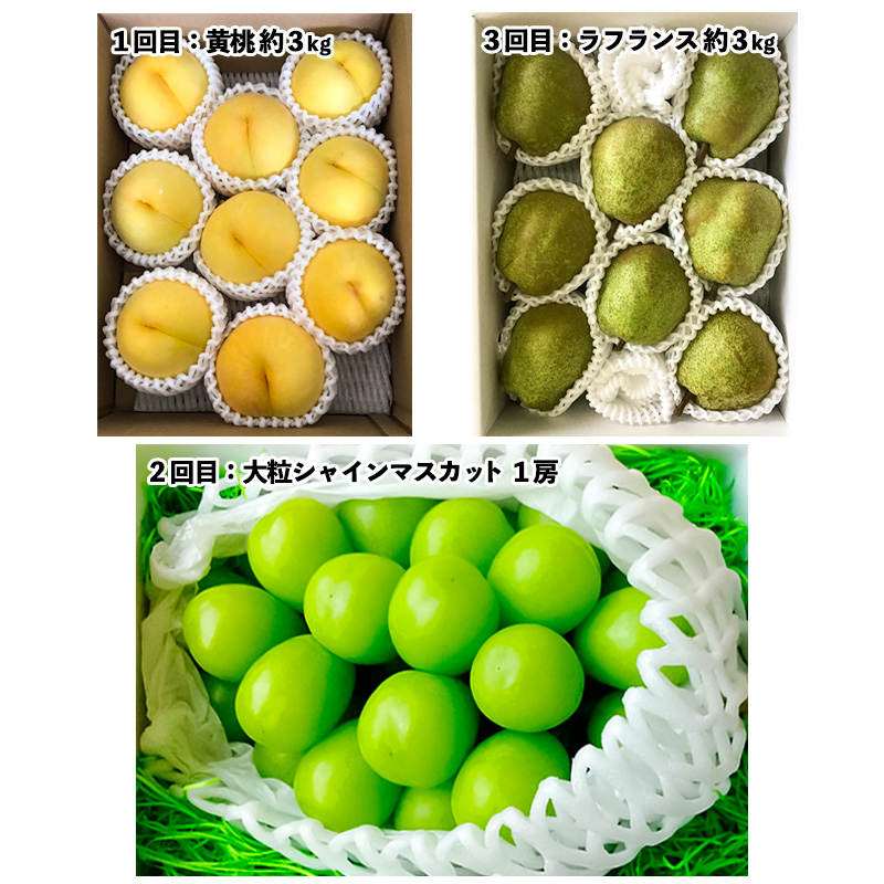 【定期便3回】山形市至高のフルーツ定期便 全3回A 8月発送