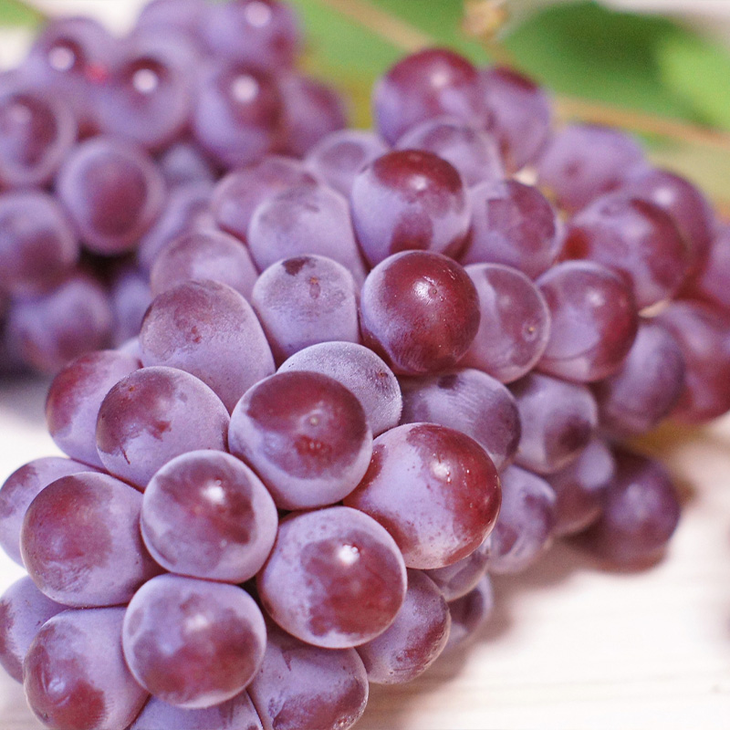 【定期便3回】ぶどう5種の癒し便【令和8年産先行予約】FS24-