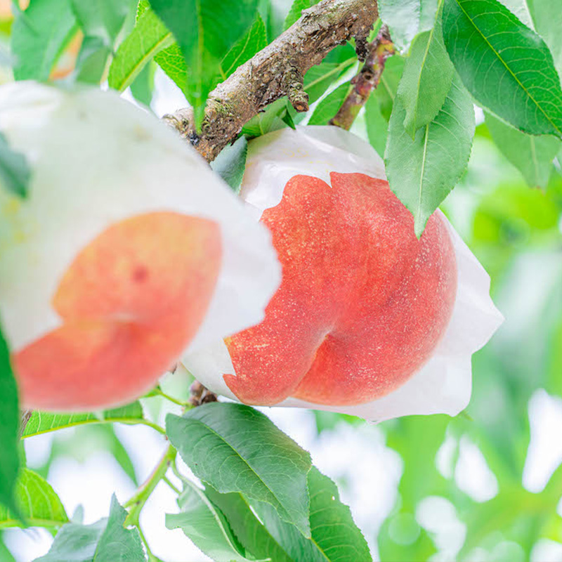 【定期便3回】桃・シャインマスカット・ふじりんご 旬の山