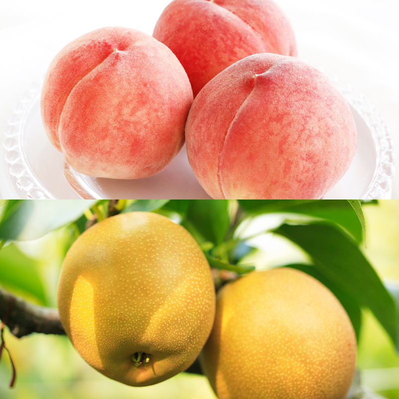 【定期便3回】どれも美味しい山形フルーツ贅沢6種便 A 【令