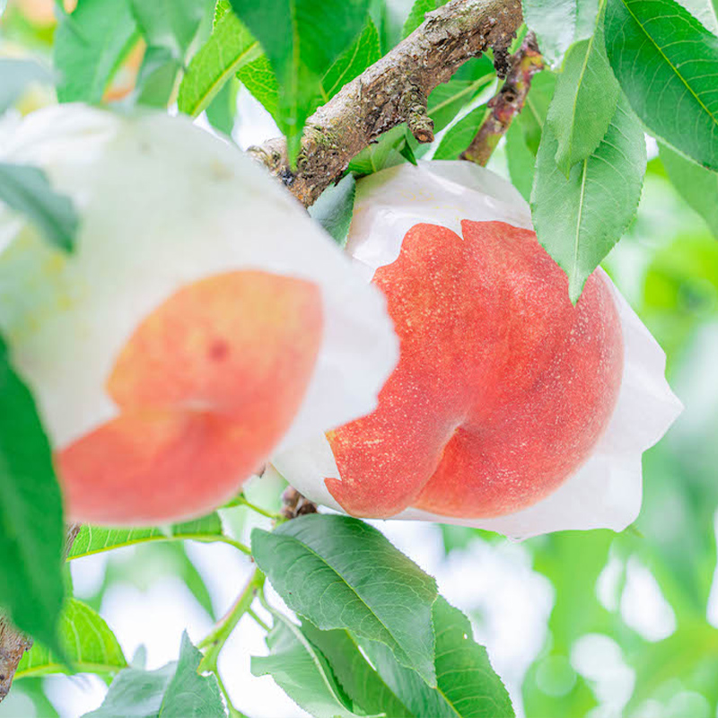 【定期便3回】味わうやまがた 満喫便 【令和8年産先行予約