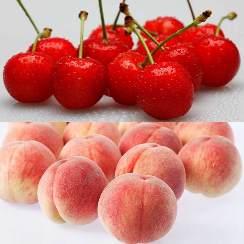 【定期便4回】山形のフルーツを食べ尽くし！厳選フルーツ