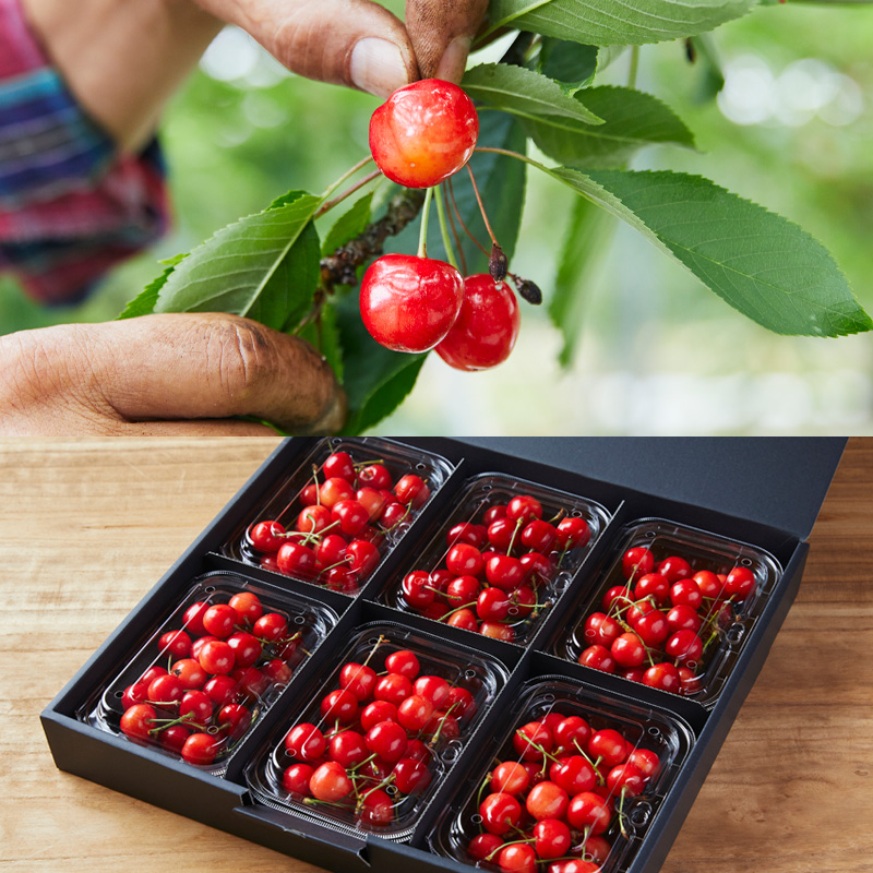 【定期便5回】★ファミリー向け★みんなでわいわい！山形