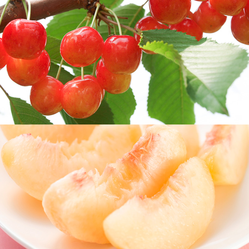 【定期便5回】山形フルーツ人気ランキング5 【令和7年産先