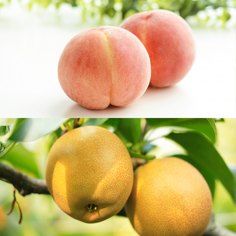 【定期便6回】山形 旬のくだもの 【令和8年産先行予約】FS24