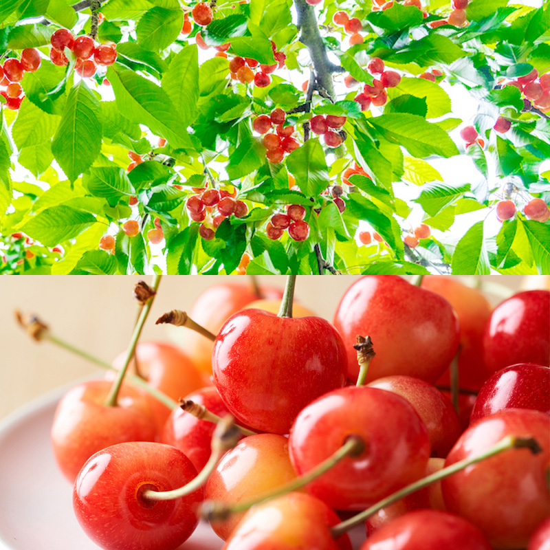 【定期便8回】ノノハナフルーツ やまがた旬暦定期便 【令