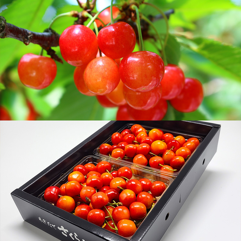 【定期便8回】人気フルーツ満喫便 【令和8年産先行予約】FS