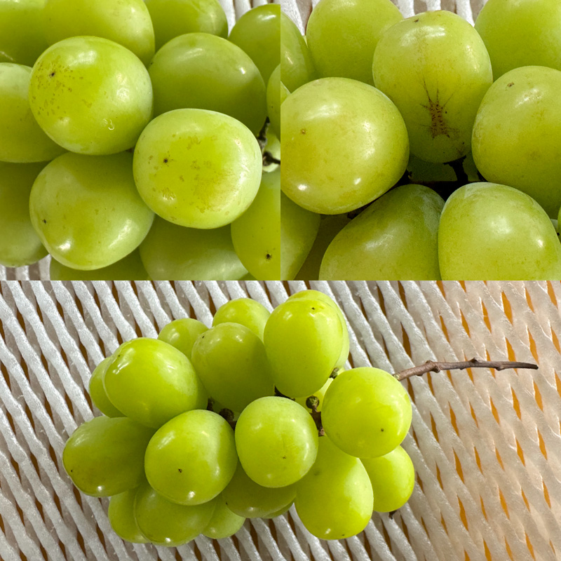 【定期便3回】★訳あり★秋の果実祭り定期便 色や形が訳あ