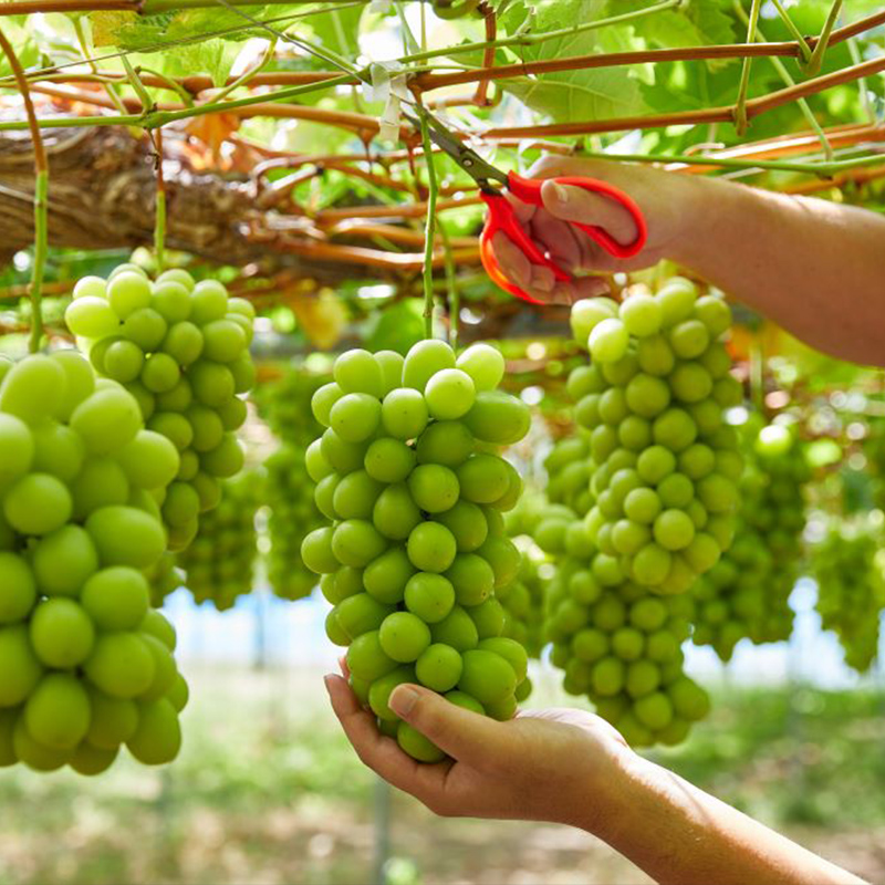 【100箱限定】両手いっぱい 1房 800g プレミアム シャインマ