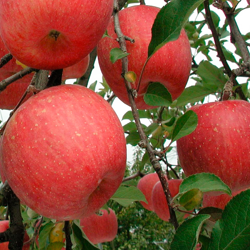 山形産 無袋 ふじりんご 秀5kg(13～20玉) FY25-012