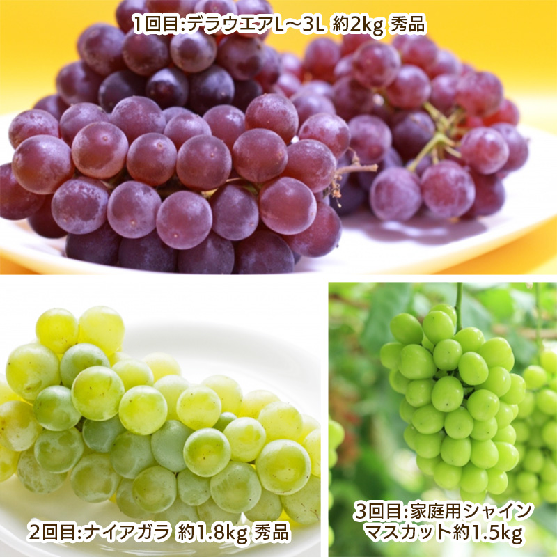 【定期便3回】ぶどう好きのためのやまがたぶどう定期便 【