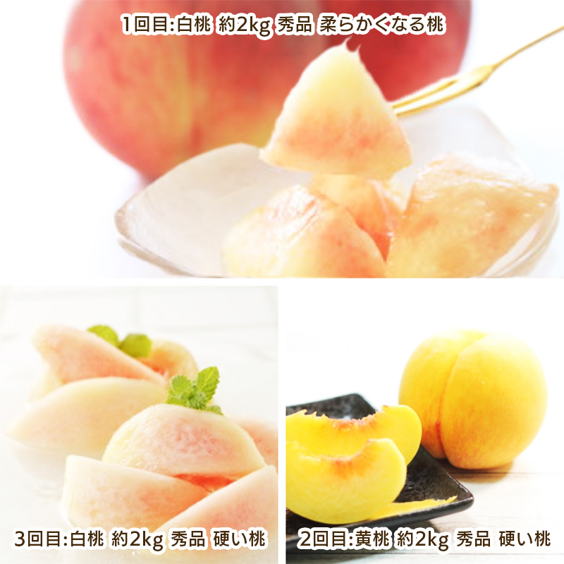【定期便3回】もも好きのためのやまがたもも定期便 【令和