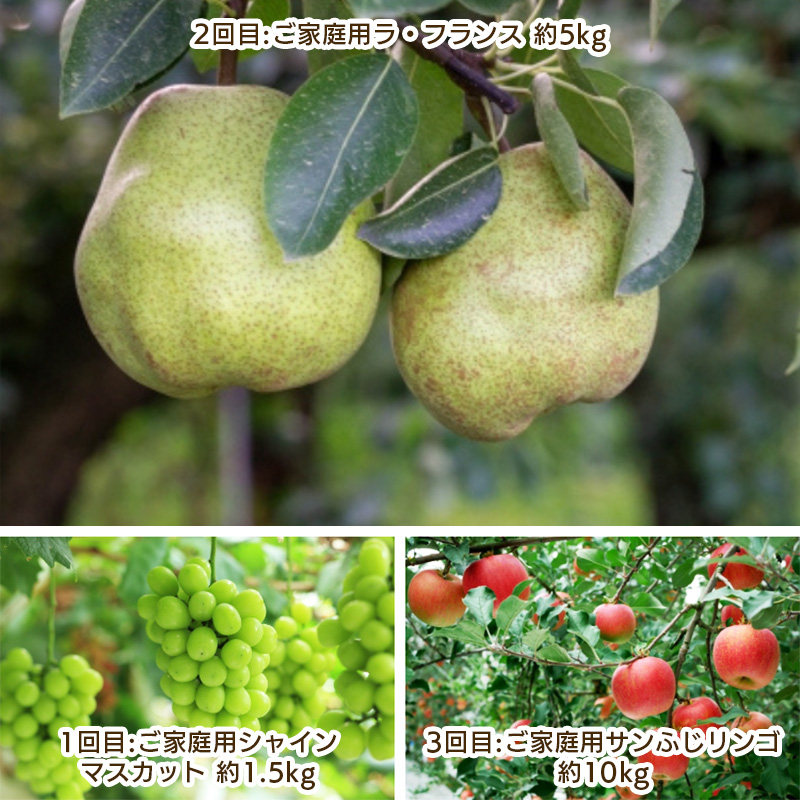 【定期便3回】ご家庭用 やまがた秋のフルーツ定期便 【令