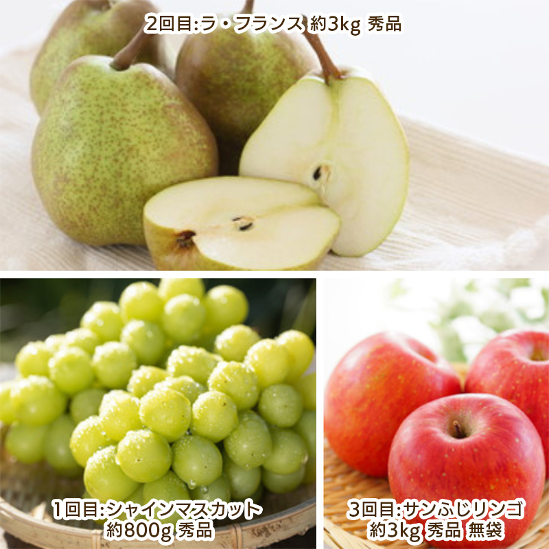 【定期便3回】やまがた 秋風フルーツ定期便 【令和8年産先