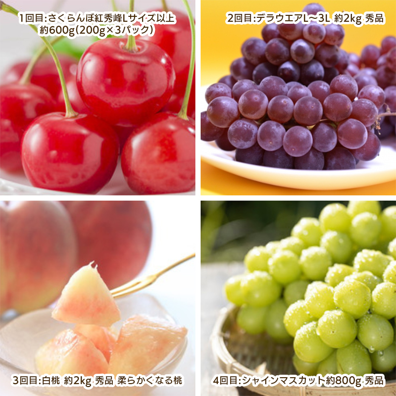 【定期便4回】やまがた 盛夏フルーツ定期便 【令和8年産先
